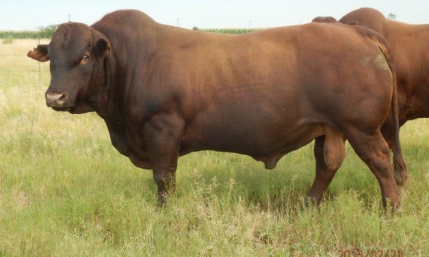 LMR11-28 (Seun van LAR07-90)