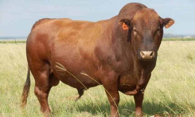 LMR11-380 (Seun van LMR06-150