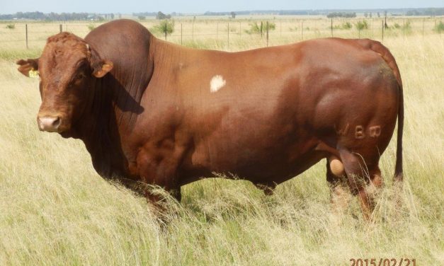 WBB10-260 (Seun van AG03-256)