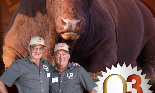 2026 Produksieveiling / Production Auction