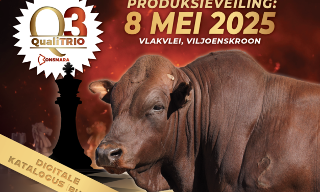 2025 Katalogus Bulle / Catalogue Bulls