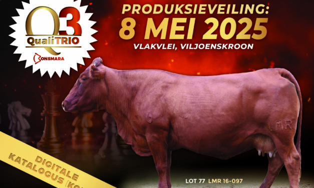 2025 Katalogus Koeie / Catalogue Cows